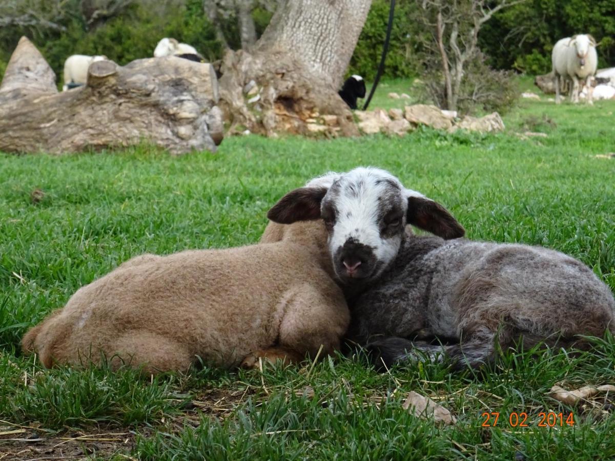 Gites Le Mas Barral Blandas Esterno foto